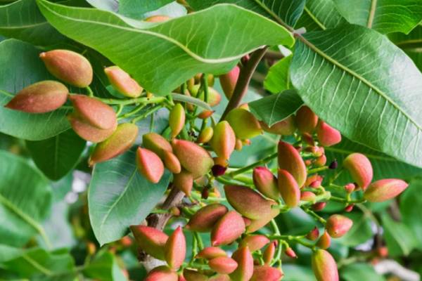 خواص و فواید پسته برای ورزشکاران